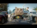 World s Most Obedient Cat - Aaron s Animals