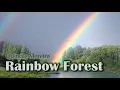 Quincas Moreira - Rainbow Forest