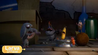 Life of a Rat | Animation Compilation | Larva Tuba | Official