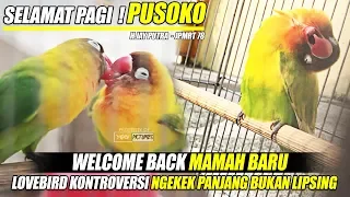 Download SELAMAT PAGI ! LOVEBIRD PUSOKO | WELCOME BACK MAMAH BARU | KONSLET NGEKEK PANJANG BUKAN LIPSING MP3