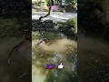 Download Lagu Monkey Pool Party in Bali! 🐒💦 You Have to See This! #Shorts #Bali