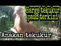 Download Lagu harga  burung tekukur paud terbaru