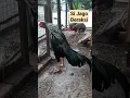 Download Lagu Wow!! Suara Ayam Jago Berkokok di pagi hari #ayamjago #animals