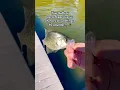 Download Lagu Catch a ten #basspumping #bassfishing #pondpump #fishing #funny
