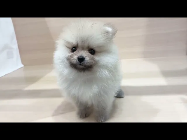 動画