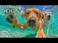 Download Lagu Soothe Dog Anxiety | Dog TV with Calming Music for Dogs \u0026 Fun Entertainment for Dogs Alone at Home