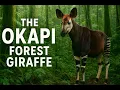 The Okapi Congo s Enigmatic Jewel