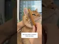 Can t Believe This Is In My Cat
