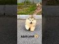 Download Lagu Aduh Jatuh || Anak anjing lucu jatuh