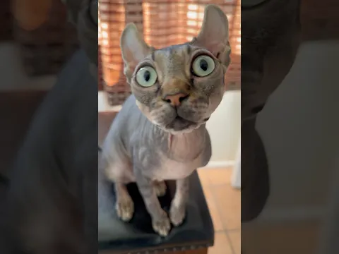 Can I Boop Every Sphynx Nose in the House? 😻👃❤️
