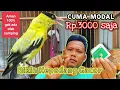 Download Lagu Bikin ramuan ajaib gacor tanpa efek samping||Kepodang sdh bisa gacor sperti didoping,bisa BUKTIKAN!!