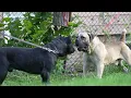 DO NOT TRY THIS AT HOME Cane Corso VS African Boerboel