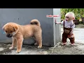 Download Lagu Wat is er met baby-aapje Xuka en de puppy gebeurd?