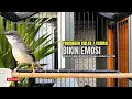 Lagu Burung Ciblek SEMI Gacor NGEBREN Untuk Pancingan Ciblek dan MASTERAN BURUNG Kesayangan Anda