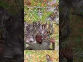 I’m done #viralvideo #shorts #funny #short #fyp #viral #shortvideo #hilarious #chicken #funnyshort