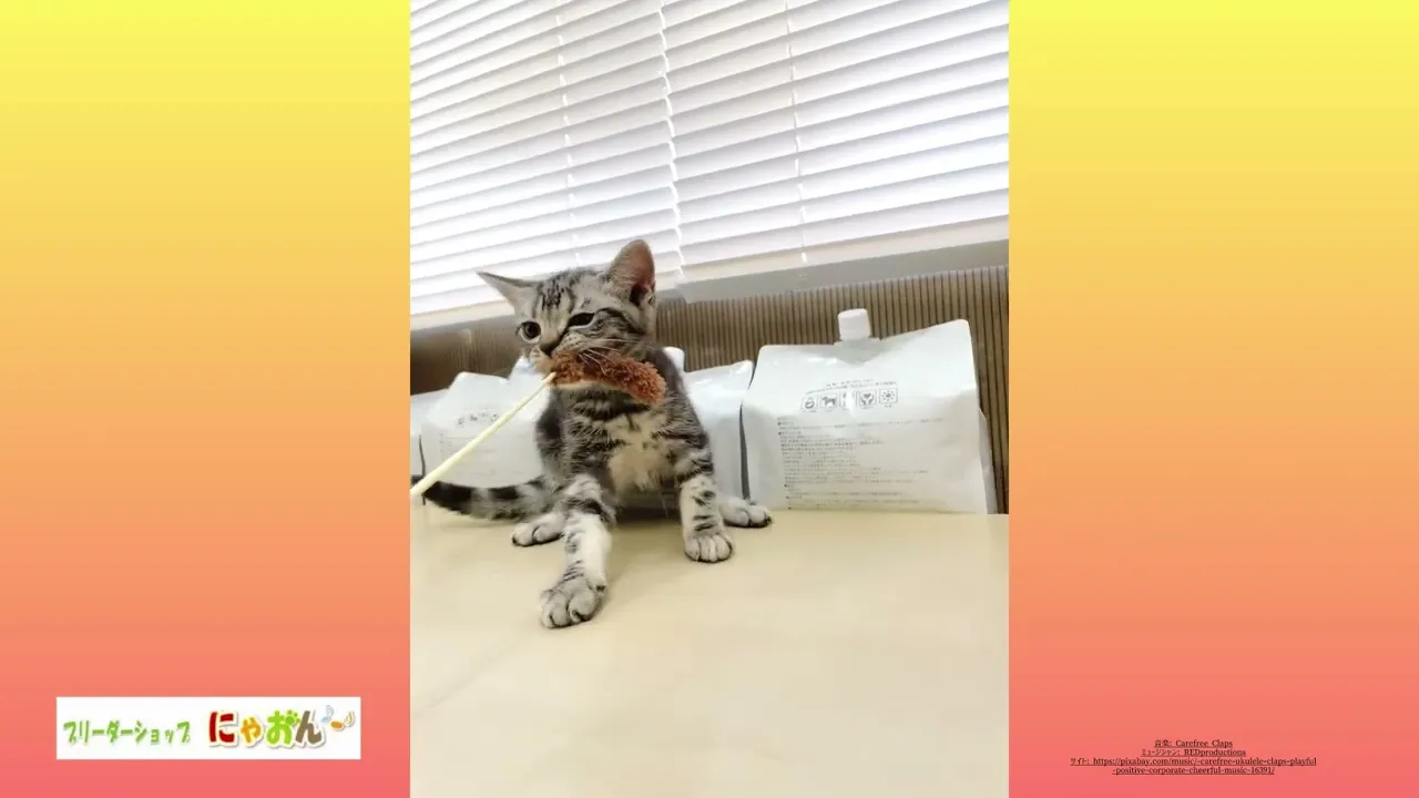 動画