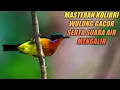 Download Lagu Kolibri wulung gacor full isian serta terapi air mengalir