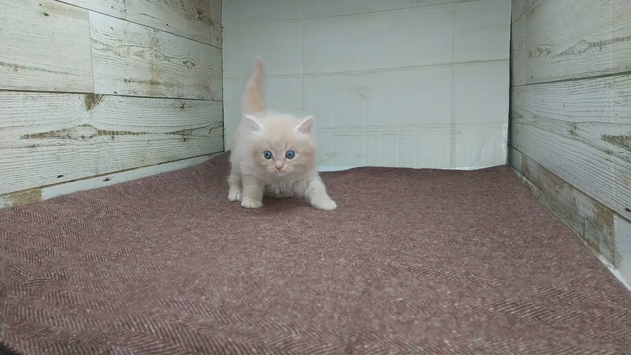 動画