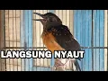 Download Lagu Suara Murai TROTOL Ngeriwik ‼️ AMPUH buat pancingan murae batu anakan agar cepat belajar bunyi GACOR