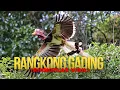 Lagu Mengenal Rangkong Gading Burung Ikonik Kalimantan Barat yang Terancam Punah 🦜