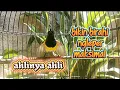 Download Lagu SOGON GACOR AMPUH UNTUK MEMANCING BIRAHI LANGSUNG NGLEPER #sogon #sogonbirahi #pancingansogon 