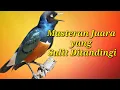Download Lagu Rahasia Juara Terbongkar! Ini Dia Masteran Andalan Langganan Podium!