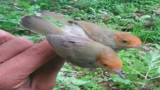 suara pikat burung kimcil 