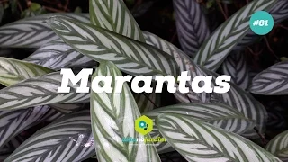 Marantas