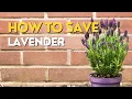 Lavender DYING OFF Problems with LAVENDER