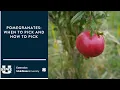 Pomegranates How and When to Pick