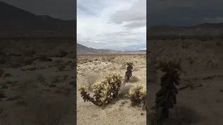 A video from a couple of years ago. Out in the Anza Borrego desert exploring. ￼