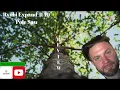 Ryobi 10 Pole Saw Expand-It Review