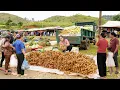 Download Lagu Harvest 1000+ Guava \u0026 Logan, Use Truck Transport Many Guava And Logan Go To Market Sell