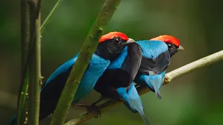 Manakin Birds have ALL Best Dance Moves Seven Worlds One Planet BBC Earth