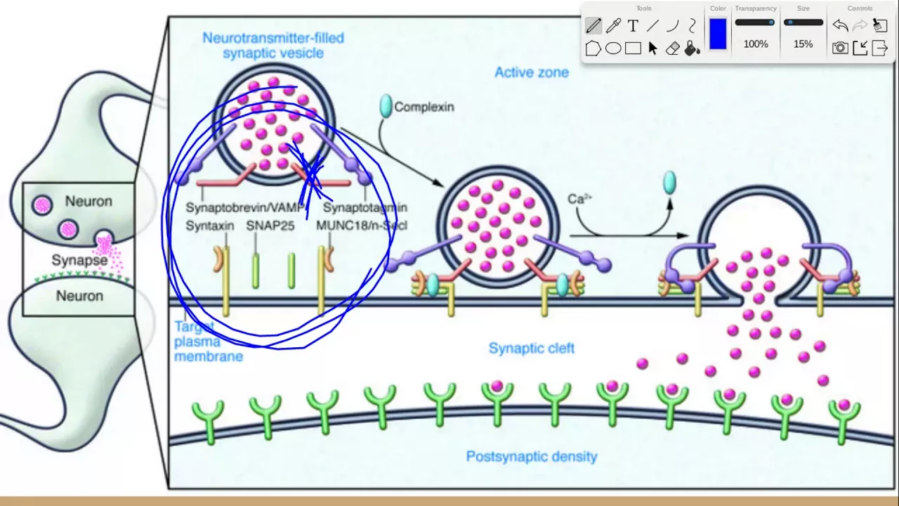 Synapse Lecture