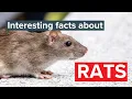 What do rats eat Find out what these common pests eat Rentokil