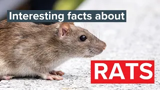 What do rats eat Find out what these common pests eat Rentokil