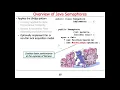 Java Semaphore Part 2