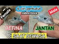 Download Lagu cara membedakan perkutut jantan betina ( wktu dewasa )