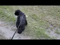 Velvet Puppies 10 07 2022 Part 2 Walk at G2 in Ocala Kerry Blue Terrier