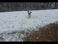 Izzy running & jumping in snow (slow motion)