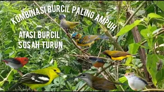 suara pikat kombinasi burcil susah turun