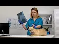 How Much Does Dog Teeth Cleaning Cost