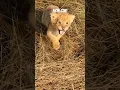 Lagu Baby Lion Sounds - The Cutest Roars