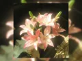 Lagu fall in love again and again(everything is romantic)— Charli xcx, Caroline Polachek(Tik Tok version)