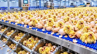 Inside a Chicken Mega Factory: From Hatching Eggs to Packaged Chicken | Complete Production Process