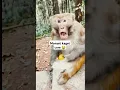 Download Lagu Monyet kaget core 😂 #funny #monkey #monyetgokil #videolucu #shorts