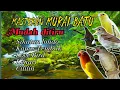 Download Lagu MASTERAN MURAI BATU ISIAN SIKATAN LONDO, KENARI, LOVE BIRD, CILILIN, DAN KAPAS TEMBAK