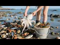 Download Lagu 趕海收穫超療癒！阿梅撞見白白胖胖八爪魚，顏值在線惹人愛#海村小梅 #海村小梅官方頻道 #漁民生活