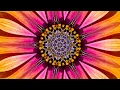 Download Lagu The Splendor of Flowers Kaleidoscope Video Beta v1 - 75 Minutes of Peace - A Jubilee for All Nations